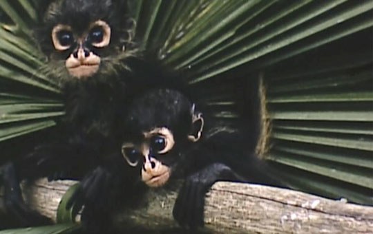 Baby monkeys.