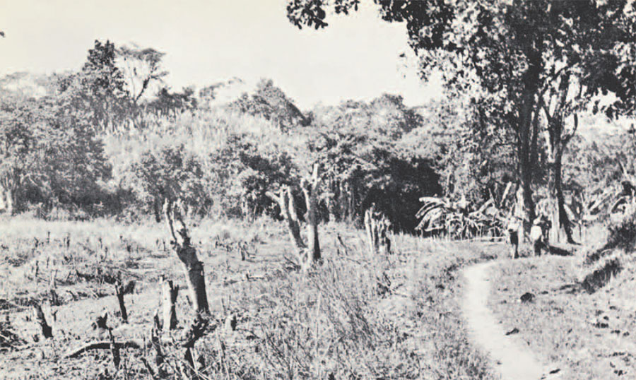 Photo of road with plants that have been burned