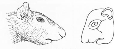 Drawing on rodent and hieroglyph of rodent