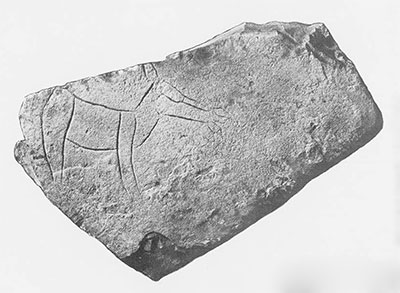 Fig. 9. Miscellaneous Sculptured Stone 6, Piedras Negras. Stone is from collapsed exterior masonry of palace Structure J-23, at the peak of the Acropolis, Note stylized incomplete incised drawing of a deer. Rump-to-nose measurement is 23 cm. (ca. 9 inches). Before breakage the complete stone was roughly rectangular, measuring approximately 80 x 60 x 9 cm. (ca. 31 1 1/4 x 23 1/4 x3 inches) with no other carving excavated 1931. 