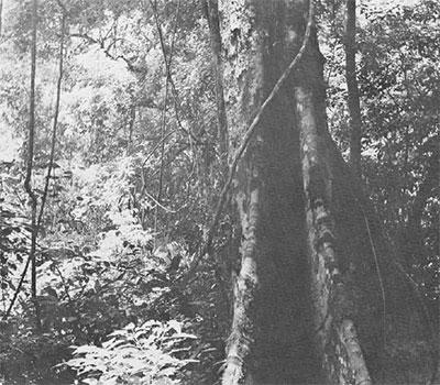 Photo of rainforest
