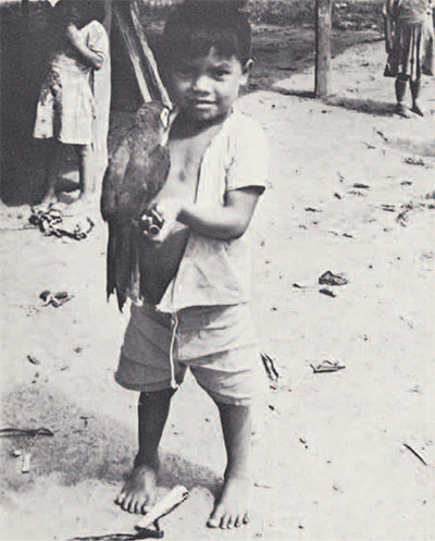 Cashinuhua boy with his pet macaw. The Cashinuhua are very fond of pets especially parrots, no household being complete without at least one. During the breeding season they are continuously on the watch for nests which they raid shortly after the eggs have hatched. 