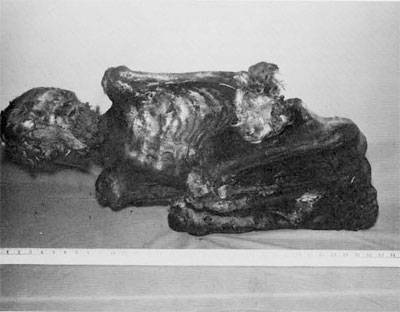 A frontal view of the Aleutian mummy shows the flexed position of the arms and legs. Note the birdskin cap (a) and pouch (b).  