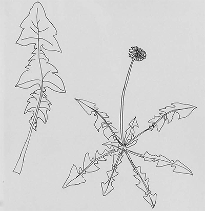 Field sketch of the horta called "bitter mountain greens."