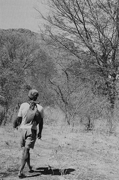 Samuchoso, the guide, leading the way up and into Tsodilo Hill to show Bushman rock paintings. He carries the three guinea fowls shot by Monaletsatse for the evening pot. 