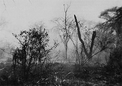 The primeval black land-scape after a bush fire.