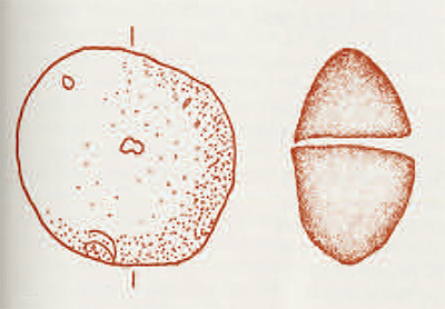 Tell Abu Hureyra spindle whorl.