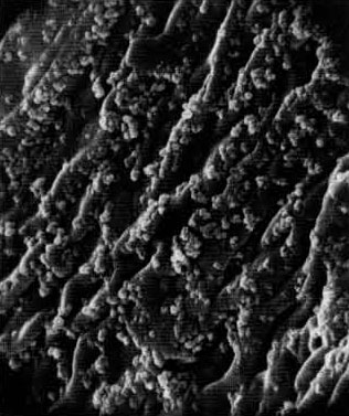 Electron micrograph of a fiber, rough textured with carbon molecules on it.