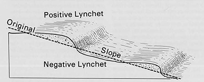 A schematic drawing of lynchet formation on a downhill slope. 