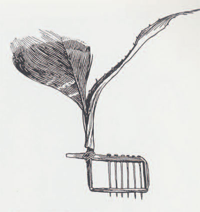 Drawing of a Yuchi scratcher with feathers and six pins on a frame.