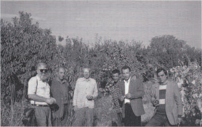 The camaraderie of fellow-investigators of ancient and modern wine is evident in this Armenian vineyard and orchard scene. The author (left) is joined by a vintner, archeologist Garegin Toumanyan (holding grapes), associates of the mayor of the viticulture community of Oshakan, and ethnologist Suren Hobossian (Right).