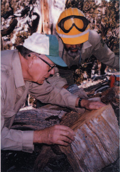 The author examining a piece of very old bristlecone pine. Photo: Shelley Michael. 1991