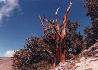 A living bristlecone pine, over 3,000 years old. Note how the tree has adjusted to the harsh environment. When the original stem died, major side branches took over. in this way the tree continued to grow sideways rather than in the round and its "trunk" developed into a huge slab up to 2 or 3 meters in width but perhaps only a half a meter thick.