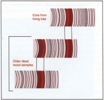 The three bands show how a sample from a living tree helps to date dead ones. by coring a living tree one can date it precisely. one can also discover the patterns formed by a succession of dry years (thin rings) and wet years (broad rings). These patterns are then sought in older dead wood and cross-indexed. In this way the dendrochronology has been carried thousands of years beyond the age of living trees. The oldest living bristlecone pines are slightly less than 5,000 years old., but the chronology has been extended far beyond that age by finding and radiocarbon-dating preserved samples of older wood.