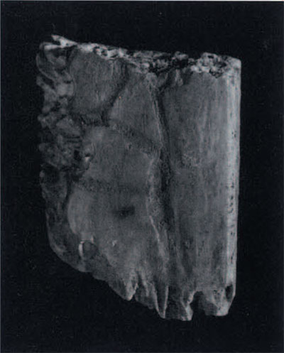 Fig 2. Oracle bone fragment from Anyang (Henan, China), ca. 1200 BCE. Almost none of the inscription on this bone has survived. Museum Object Number 49-14-7b