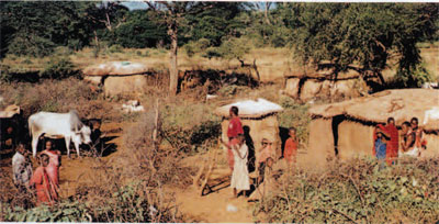 A typical inhabited boma in southern Kenya. Thorn bushes are used to delineate family housing areas and livestock corrals.