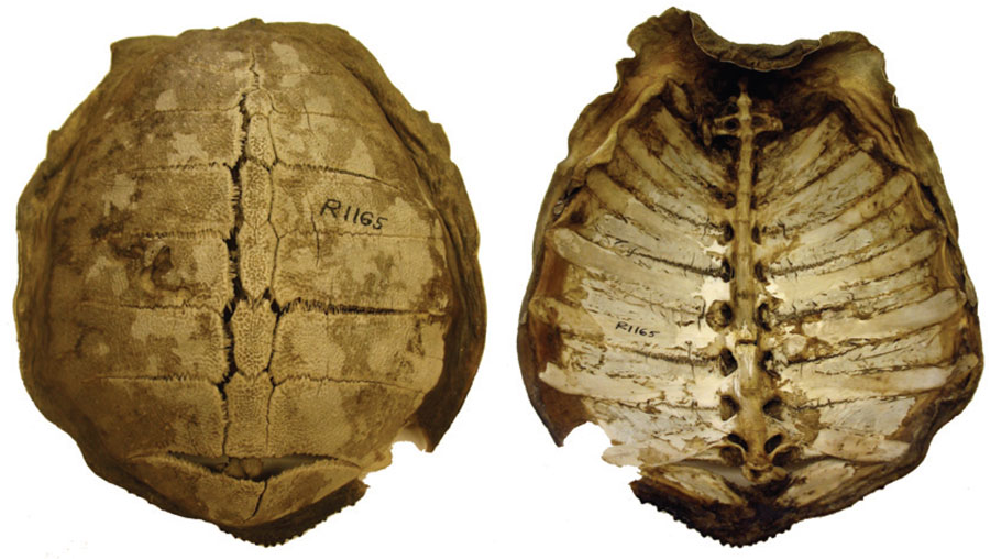 Exterior and interior views of a turtle shell.