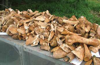 Over one ton of animal bones were found in 2011. Here, the washed bones are laid out to dry before preliminary examination.