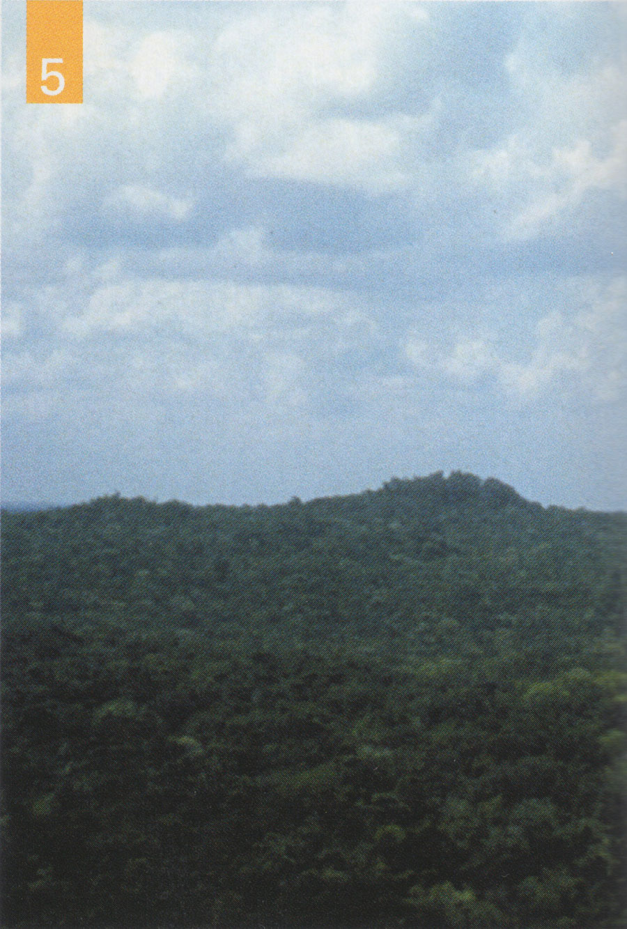 View of a lush rainforest extending into the distance.
