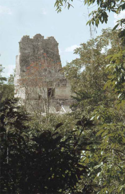Temple III at Tikal rises out of the jungle, west of the Central Acropolis, in this early photograph from the site. 