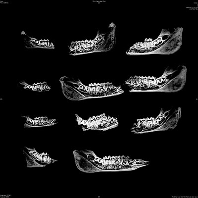 Eleven xrays of pig lower jaws, seen from the side.