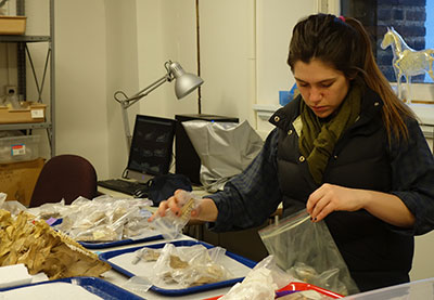 A woman in a lab, examining pig teeth.