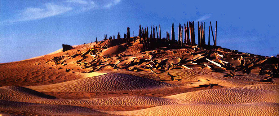 Photo of the desert with a copse of petrified tree trunks.