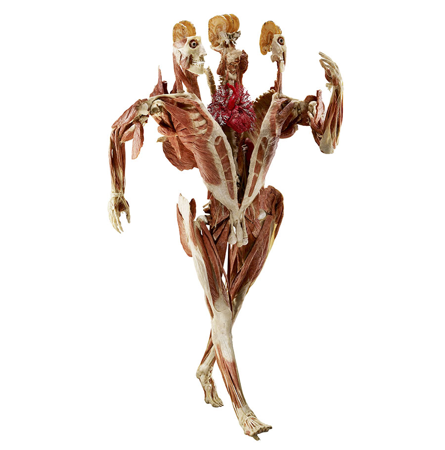 The Walker from Body Worlds.