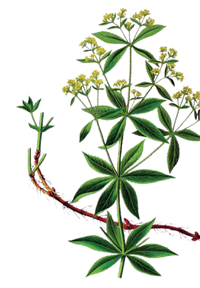 An illustration of a plant with green leaves, yellow flowers, and red roots.