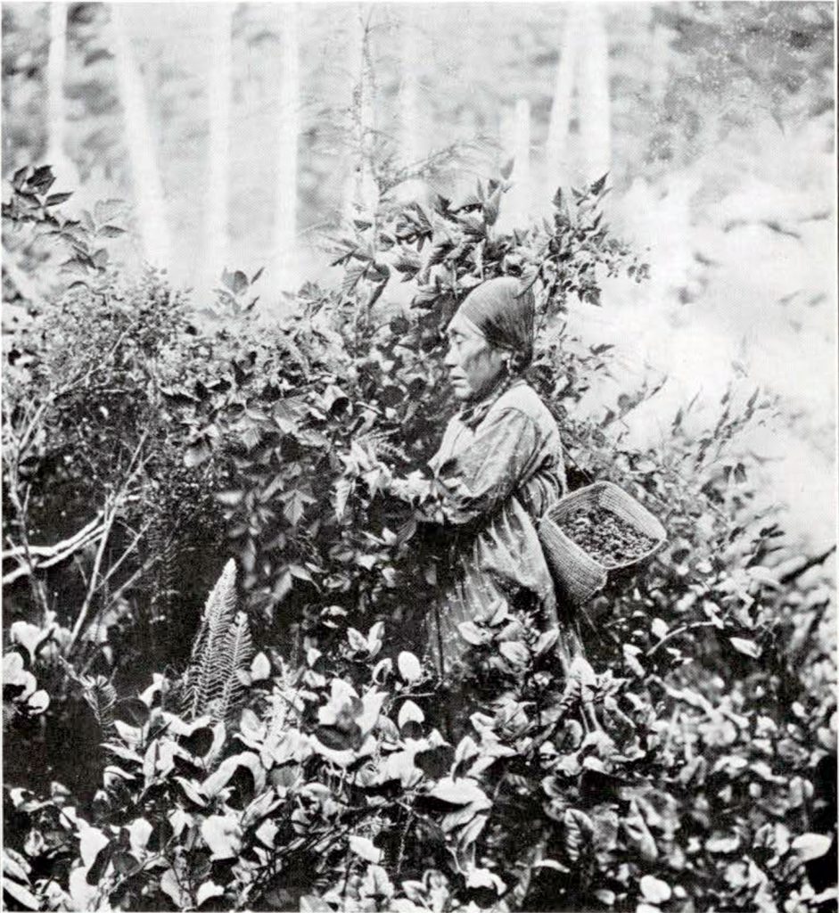 A woman picking berries in the bushes