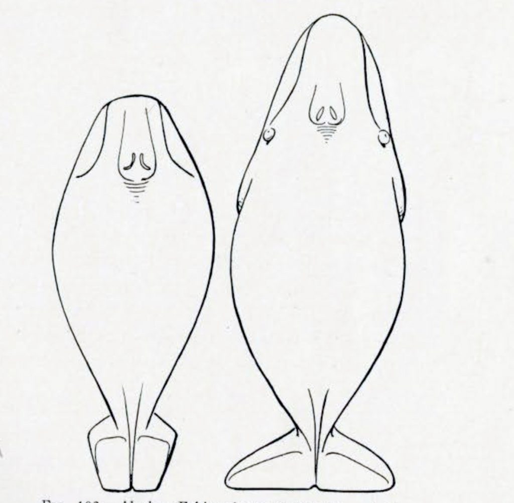 Drawing of a two objects carved to look like whales