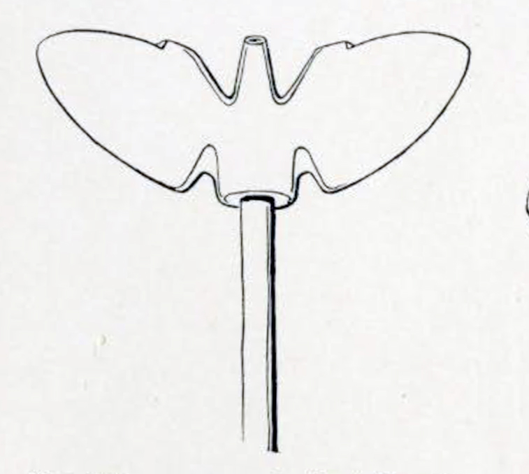 Drawing of a whale's tail atop a staff, the tail is notched