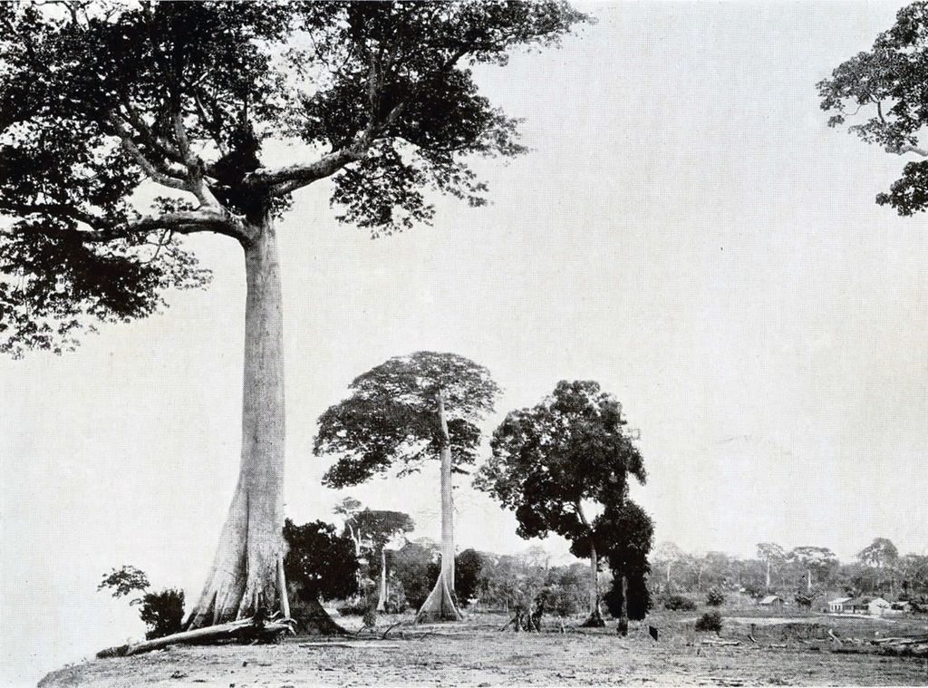 Large trees with bare trunks