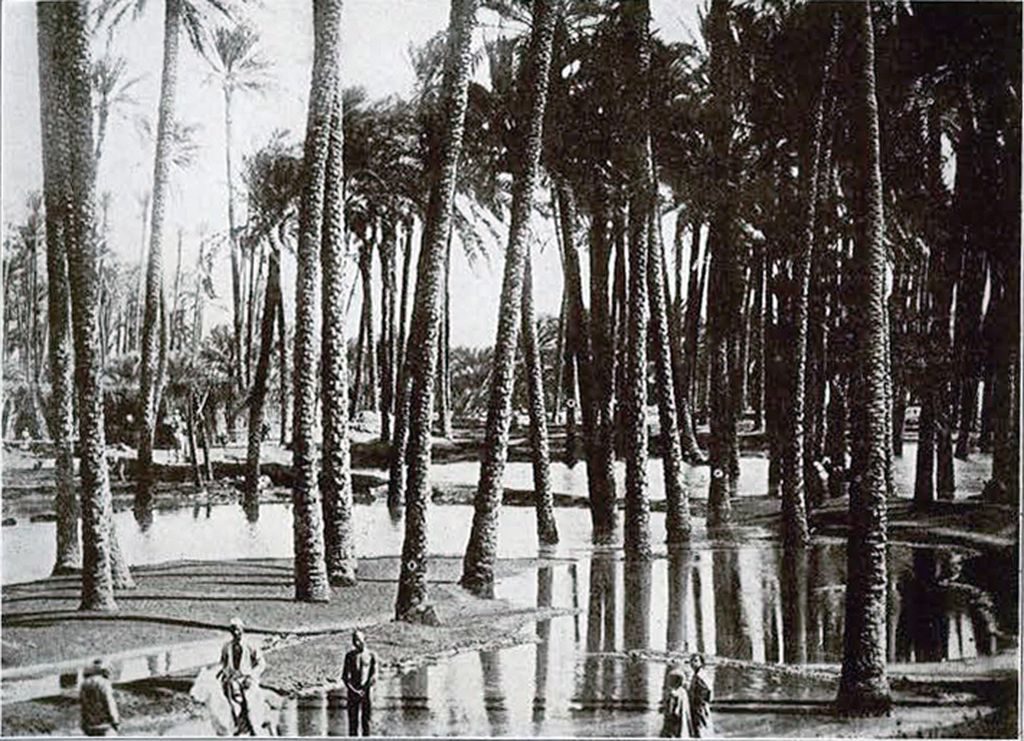 A grove of date palms with residents standing around