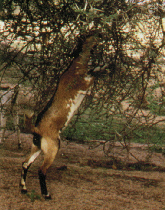 Photo of a ram caught in a thicket.
