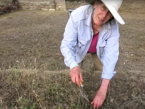 Plant Management at Gordion: Maintaining the Vegetative Soft Cap on Treated Walls thumbnail.