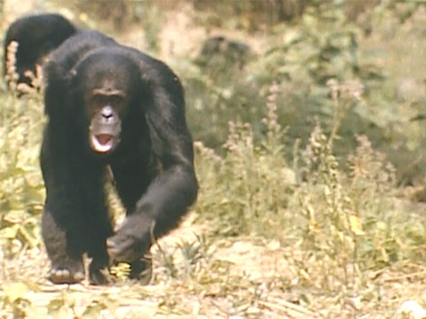 Chimpanzees (1960) thumbnail.