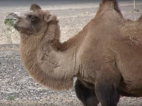 Camels North of Kucha, Xinjiang Province thumbnail.