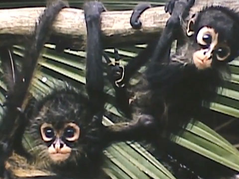 Penn Museum Archives: Tiny Monkeys from Tikal thumbnail.