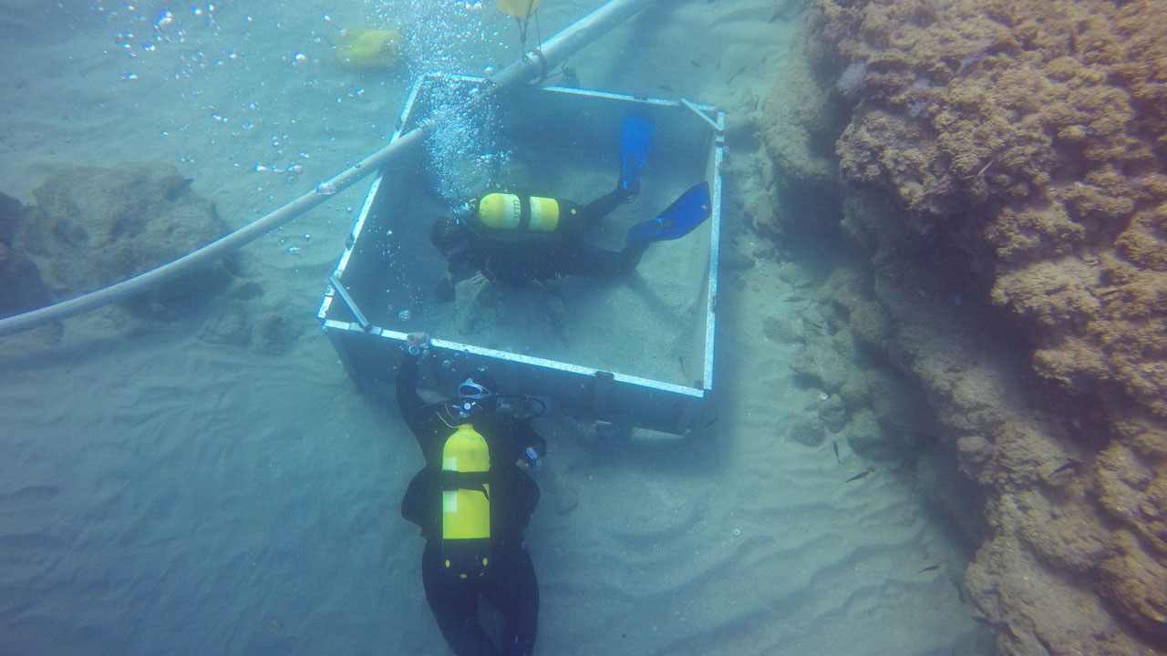Archaeologists scuba diving around a site.