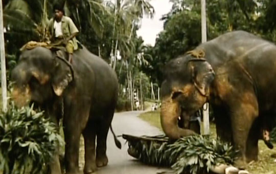 People riding elephants.