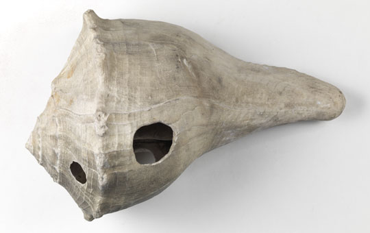 A conch shell with holes in it, that was used as a tool.