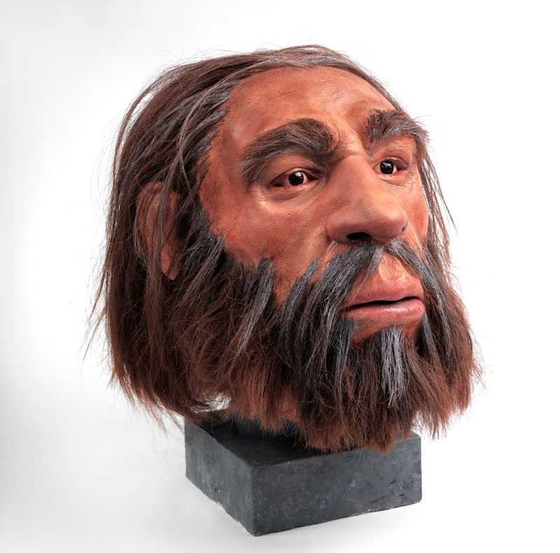 reconstruction of a neanderthal head