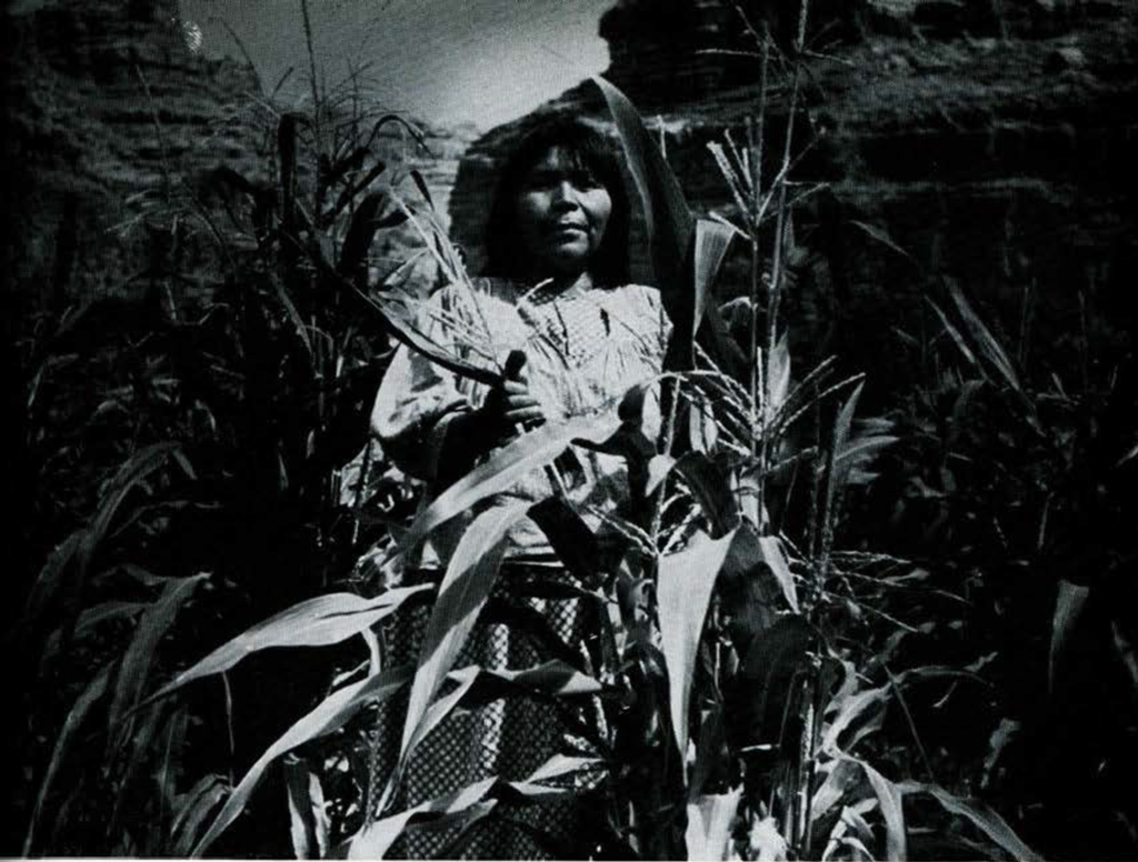 A woman standing amongst corn stalks.
