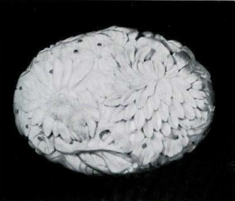 Obverse of a piece of hornbill carved with a floral design.