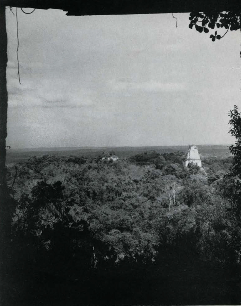 View looking over the tree trops from a temple doorway, a building in the distance appears above the treeline.