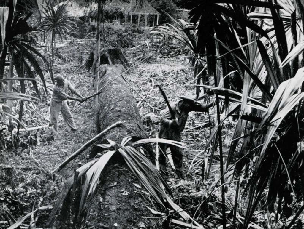 Two people using machetes to chop down jungle growth.