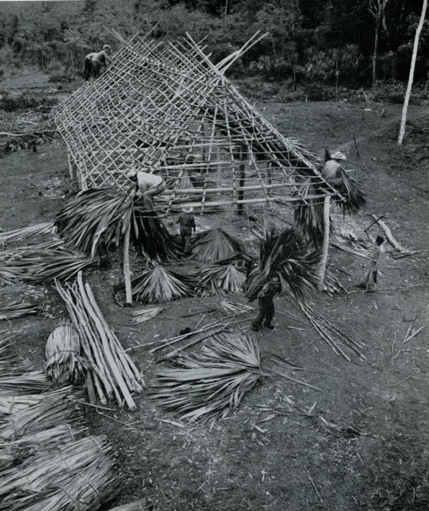 View looking down on the frame of a house, as thatch is added to the roof.