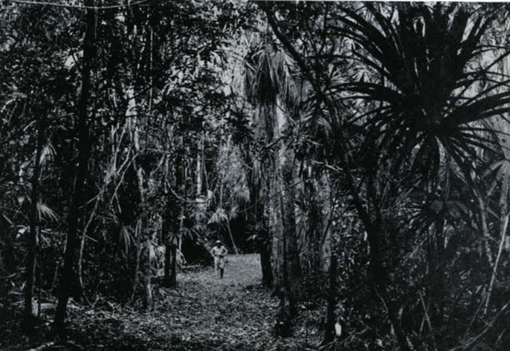 Looking down a path, covered in fallen leaves, jungle trees towering above, a person in the distance.