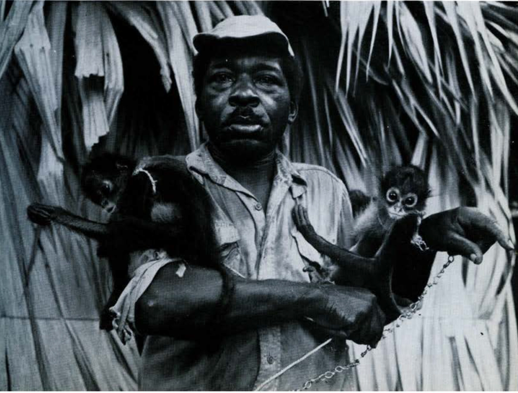 A man holding two small monkeys, chained to him.